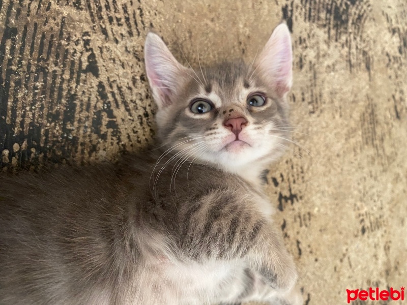 Soke, Kedi  Venüs fotoğrafı