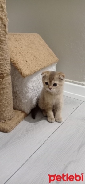 Scottish Fold, Kedi  Scottish fold fotoğrafı
