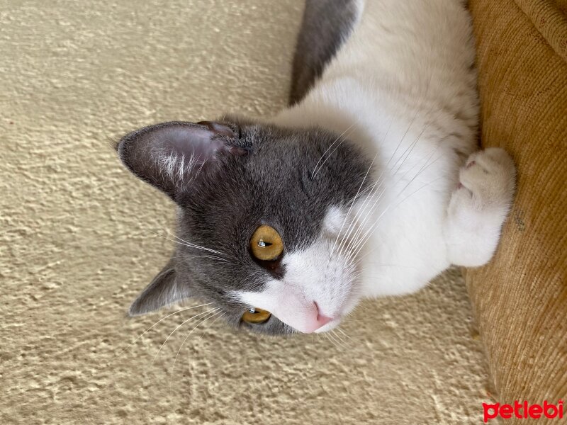 British Shorthair, Kedi  burak fotoğrafı