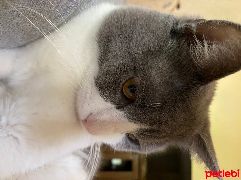 British Shorthair, Kedi  burak fotoğrafı