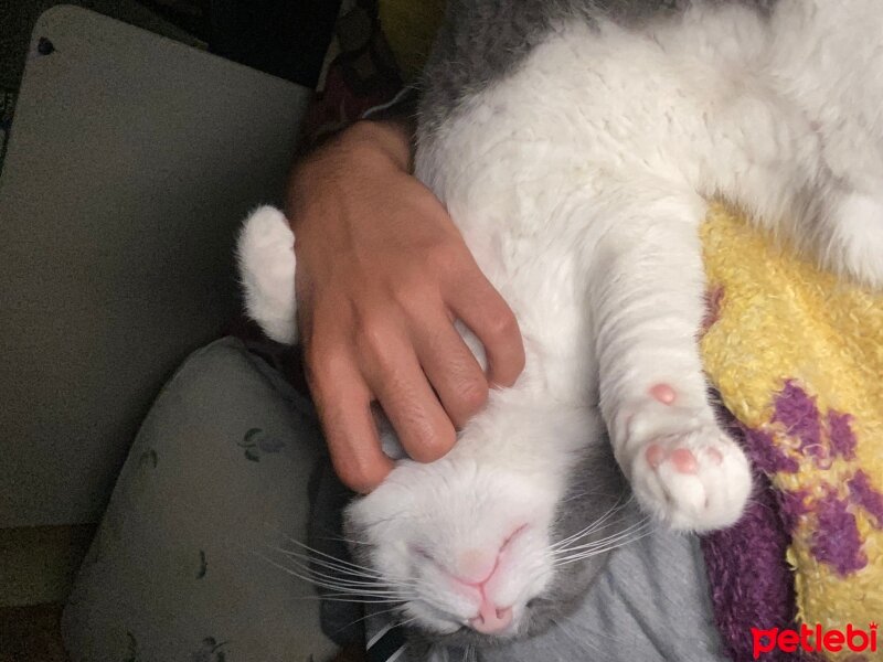 British Shorthair, Kedi  burak fotoğrafı