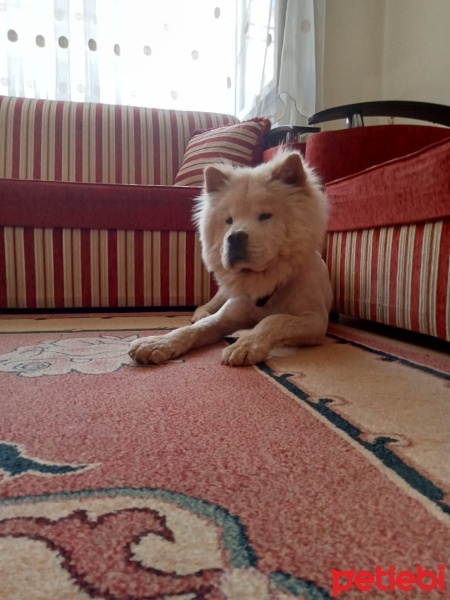 Chow Chow (çin Aslanı), Köpek  Yek fotoğrafı