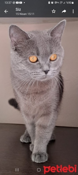 British Shorthair, Kedi  Gölge fotoğrafı
