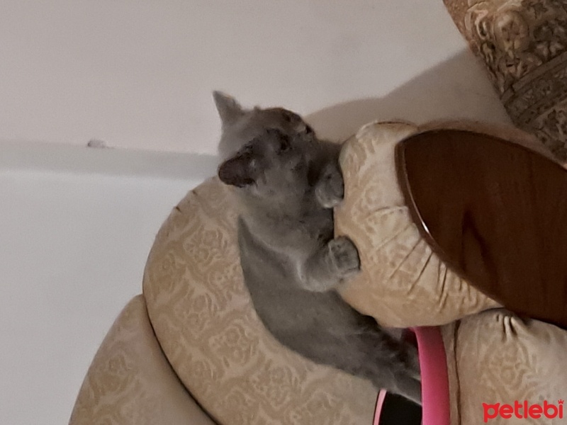 British Shorthair, Kedi  Gölge fotoğrafı