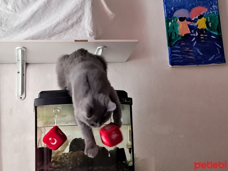 British Shorthair, Kedi  Gölge fotoğrafı