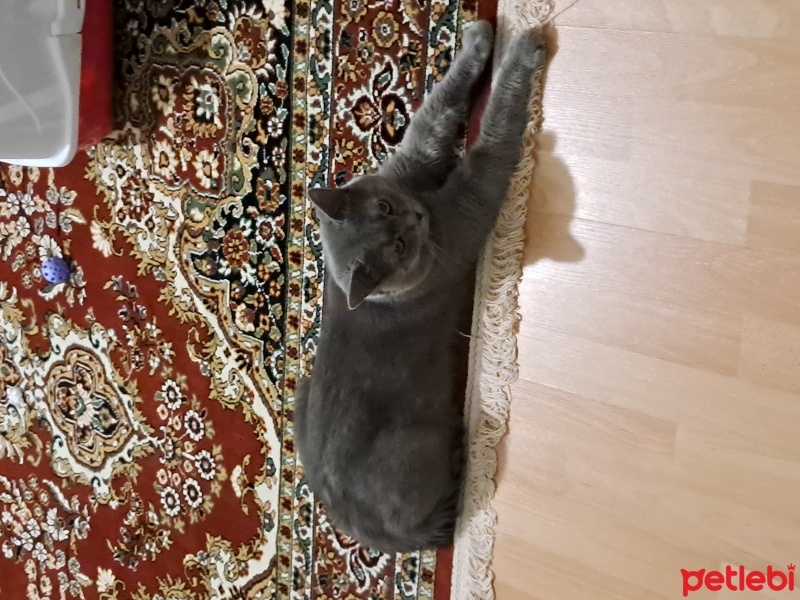 British Shorthair, Kedi  Gölge fotoğrafı