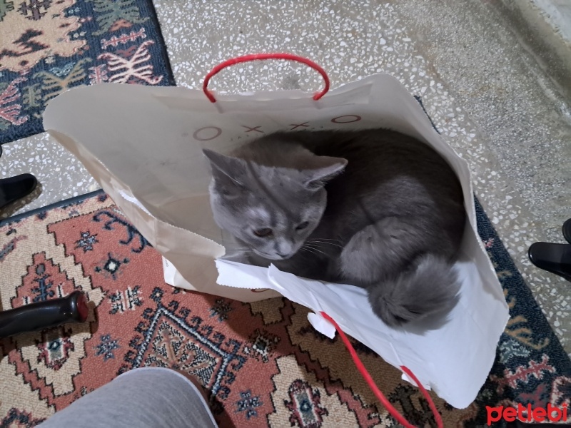 British Shorthair, Kedi  Gölge fotoğrafı