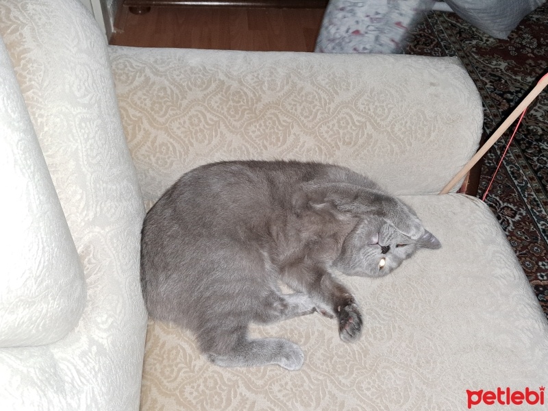 British Shorthair, Kedi  Gölge fotoğrafı