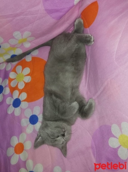 British Shorthair, Kedi  Gölge fotoğrafı