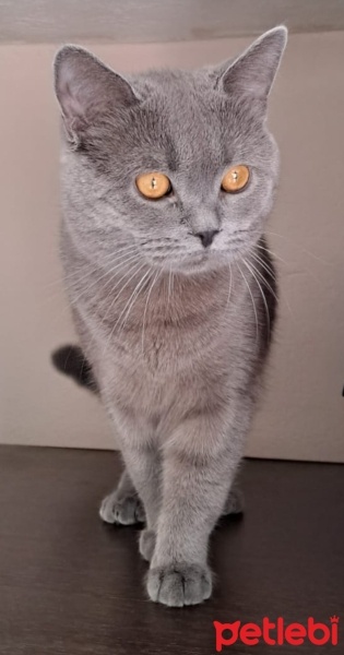 British Shorthair, Kedi  Gölge fotoğrafı