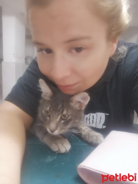 Van Kedisi, Kedi  Duman fotoğrafı