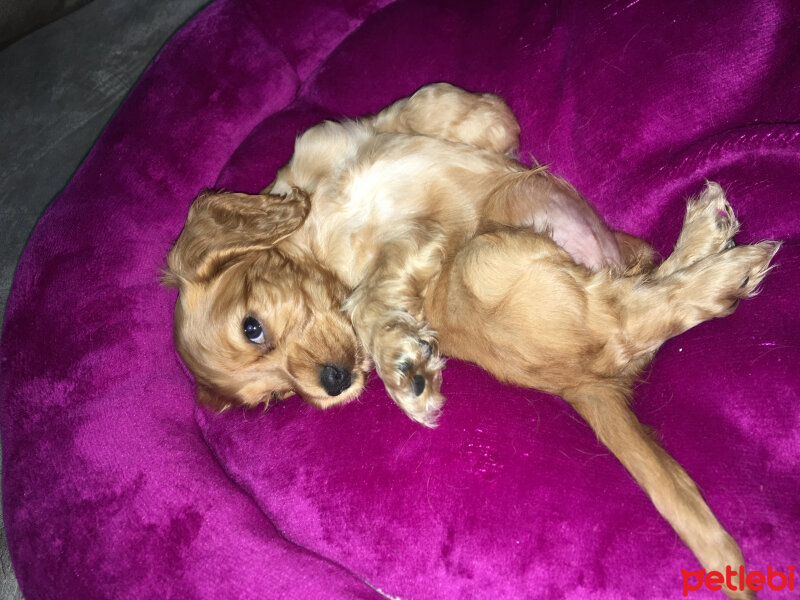 İngiliz Cocker Spaniel, Köpek  Badem fotoğrafı