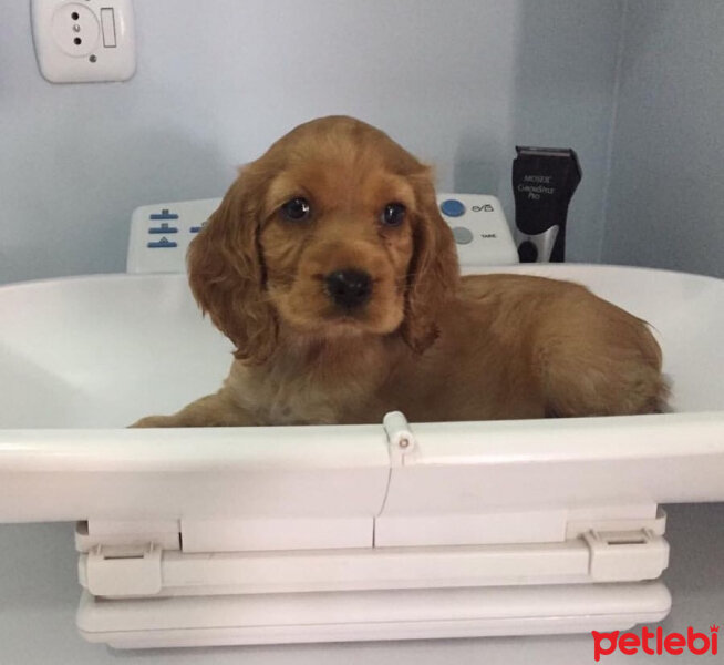 İngiliz Cocker Spaniel, Köpek  Badem fotoğrafı