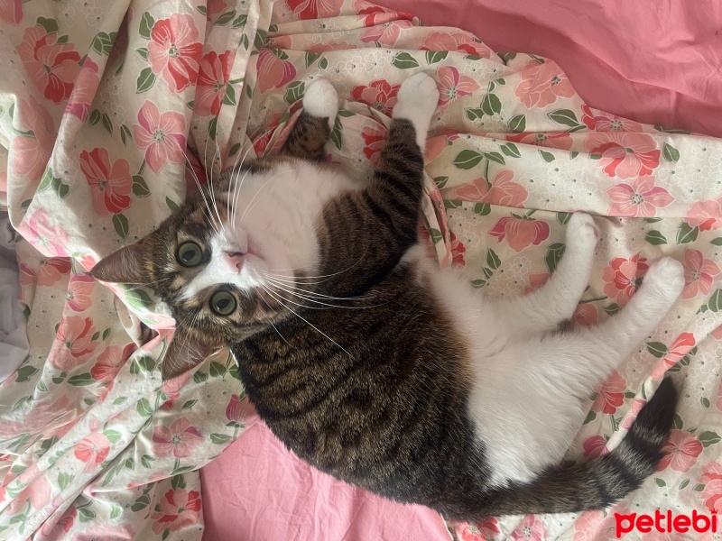 Tekir Kedi, Kedi  Zilli fotoğrafı