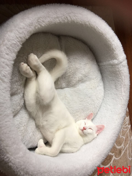 Van Kedisi, Kedi  Bulut fotoğrafı