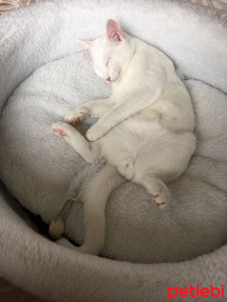 Van Kedisi, Kedi  Bulut fotoğrafı