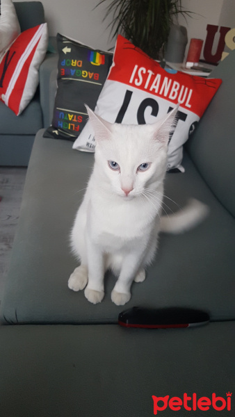 Van Kedisi, Kedi  Bulut fotoğrafı