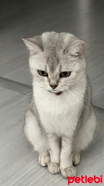 British Shorthair, Kedi  Venüs fotoğrafı