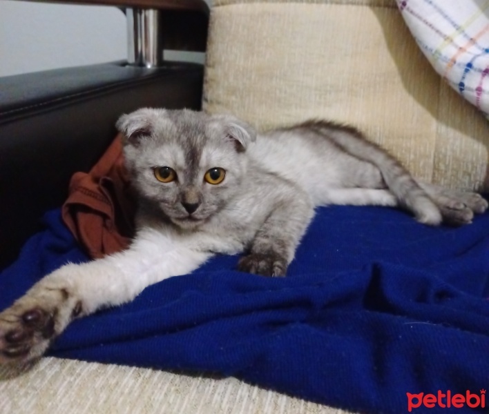 Scottish Fold, Kedi  Gölge fotoğrafı