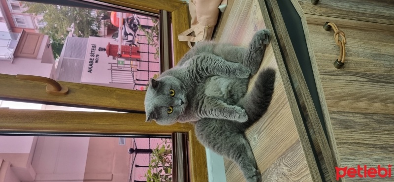 British Longhair, Kedi  Duman fotoğrafı