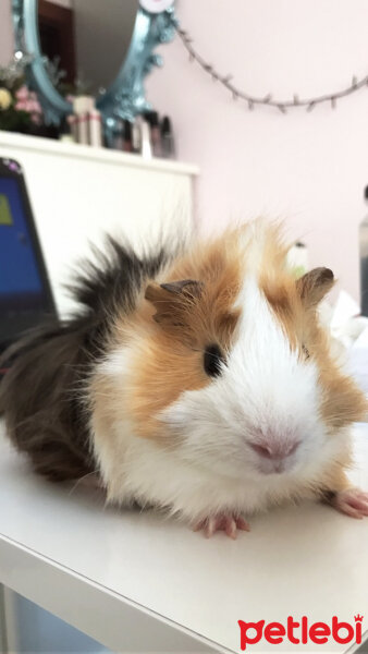 Guinea Pig, Kemirgen  Shelby fotoğrafı