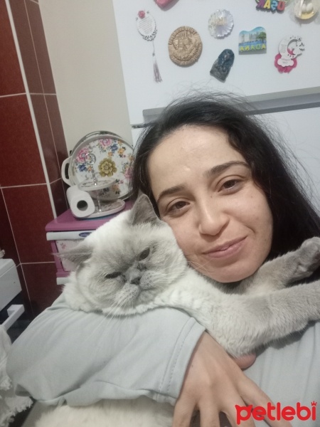 British Shorthair, Kedi  Luna fotoğrafı