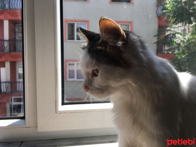Tekir Kedi, Kedi  SÜTLAÇ fotoğrafı