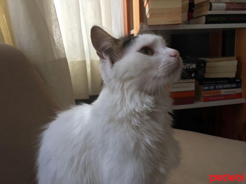 Tekir Kedi, Kedi  SÜTLAÇ fotoğrafı