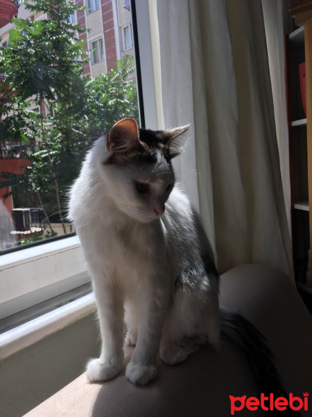 Tekir Kedi, Kedi  SÜTLAÇ fotoğrafı