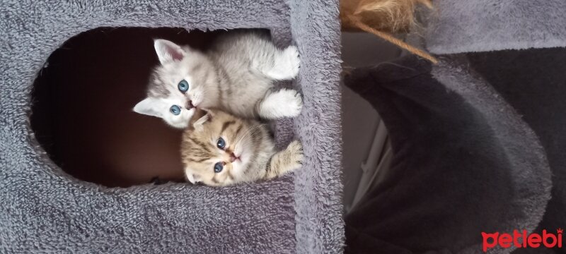 Scottish Fold, Kedi  Scotish ve British fotoğrafı