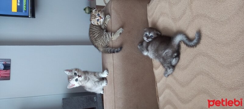 Scottish Fold, Kedi  Scotish ve British fotoğrafı