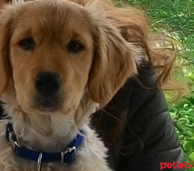 Golden Retriever, Köpek  GOFRET fotoğrafı