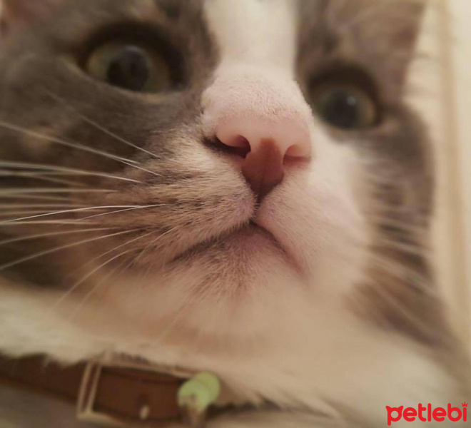  Kedi  Poma fotoğrafı