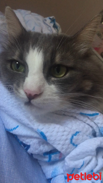  Kedi  Poma fotoğrafı
