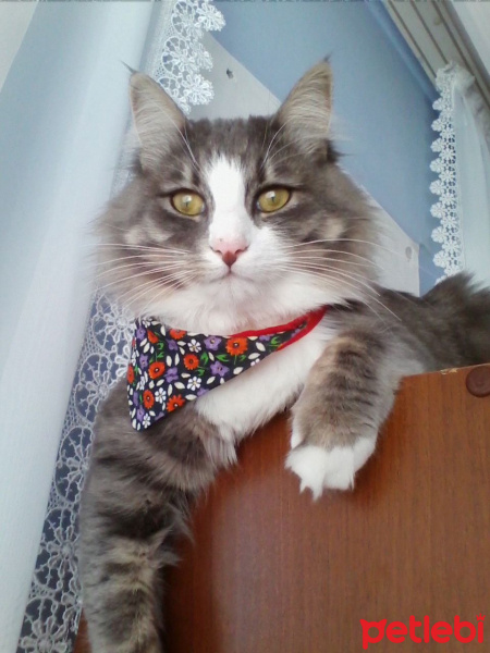  Kedi  Poma fotoğrafı
