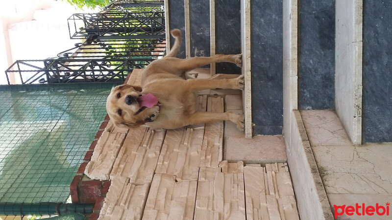 Golden Retriever, Köpek  köpük  fotoğrafı