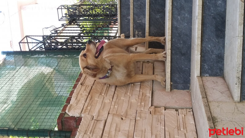 Golden Retriever, Köpek  köpük  fotoğrafı