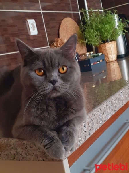 British Shorthair, Kedi  Gece fotoğrafı