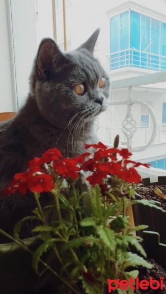 British Shorthair, Kedi  Gece fotoğrafı