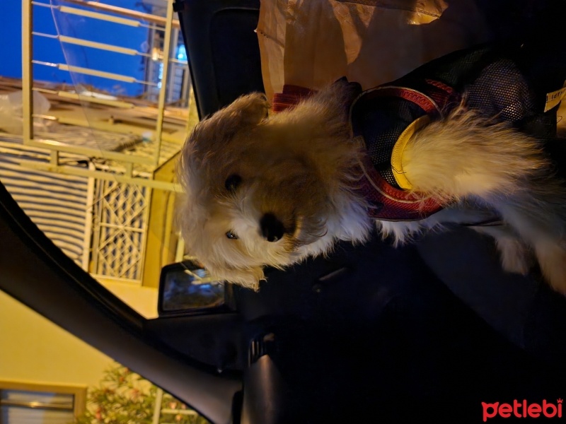 Maltese, Köpek  Teddy fotoğrafı