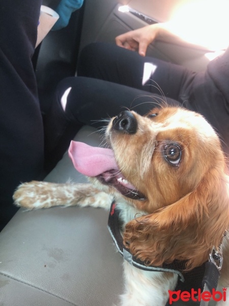 Cavalier King Charles Spanieli, Köpek  Ares fotoğrafı