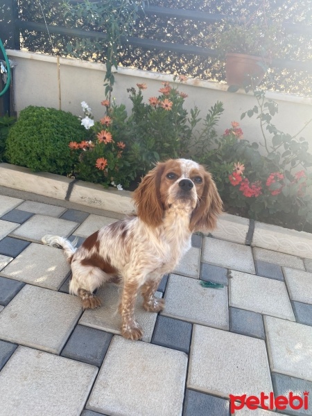 Cavalier King Charles Spanieli, Köpek  Ares fotoğrafı