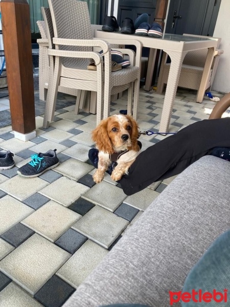 Cavalier King Charles Spanieli, Köpek  Ares fotoğrafı