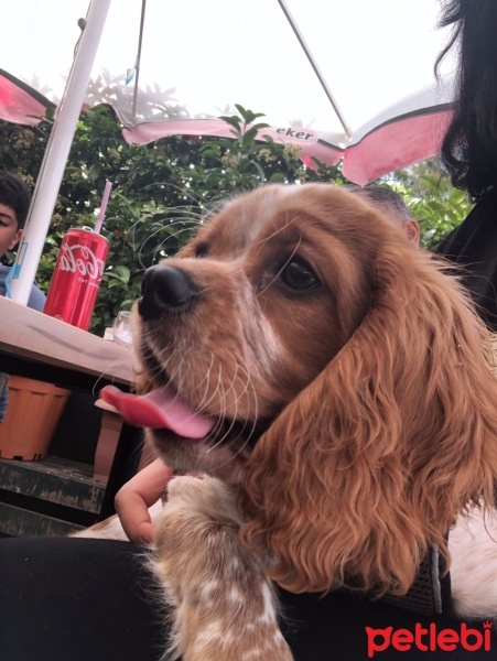 Cavalier King Charles Spanieli, Köpek  Ares fotoğrafı