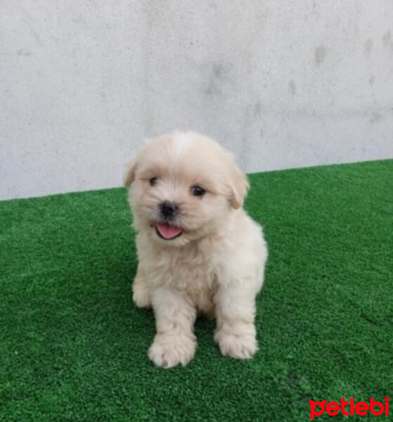 Maltese, Köpek  Maltipoo fotoğrafı