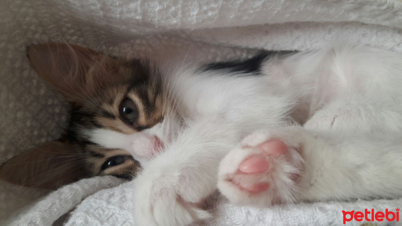 Tekir Kedi, Kedi  Lisa  fotoğrafı