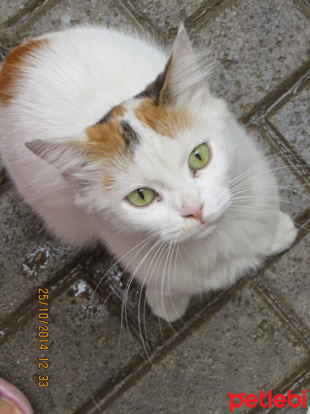 Tekir Kedi, Kedi  Lisa  fotoğrafı