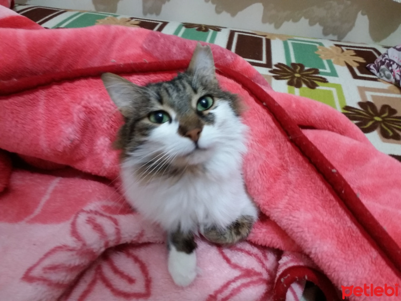 Tekir Kedi, Kedi  Lisa  fotoğrafı