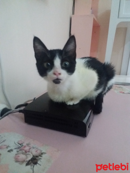 Tekir Kedi, Kedi  Lisa  fotoğrafı