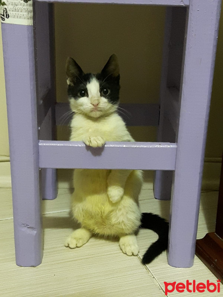 Tekir Kedi, Kedi  Lisa  fotoğrafı
